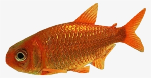 Goldfish Dutch Designs - Wiki