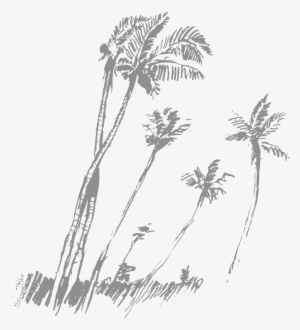 Palm Trees - Vector Graphics