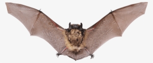 Free Png Bat Png Images Transparent - Alberta Bats