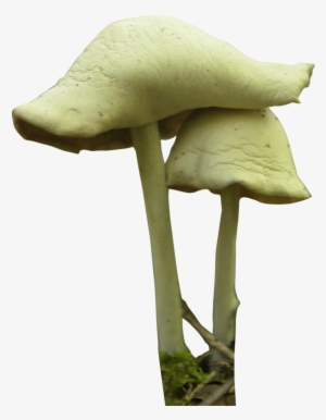 Free Icons Png - Mushroom Png