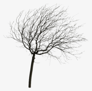 Oak