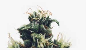 Weed Leaf Png - Cannabis