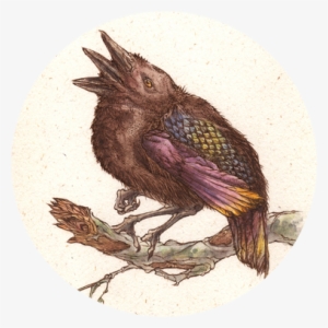 Lisa Grabenstetter - European Starling