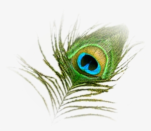 Hd Peacock Image - Peacock Feather Logo Png