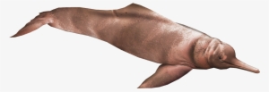 Araguaian River Dolphin 2 - Araguaian River Dolphin