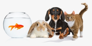Golddachscatbun - Pets Png