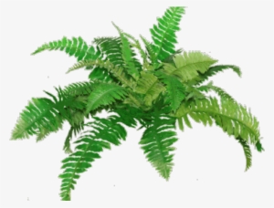 Free On Dumielauxepices Net Transparent Background - Fern Clip Art
