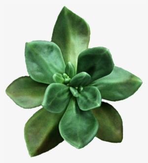 Clipart Black And White Library Moss Green By Jeanicebartzen - Transparent Background Succulent Clip Art