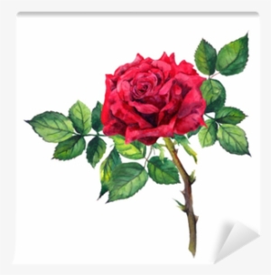 Red Rose Flower - Plant Stem