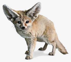 Fennec Fox Png Photos - Fennec Png