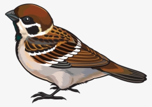 Sparrow Png Images Free Download Download - Clipart Image Of Sparrow