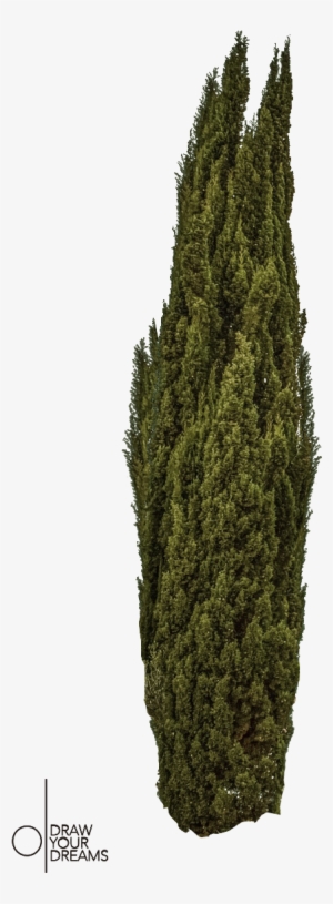 Pin By Sandu Mircea On Anturaj Copaci - Pinterest