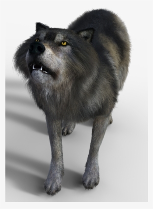 Wolf Predator Pack Animal - Stock.xchng