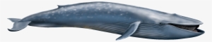 Whale Png - Shastasaurus Vs Blue Whale