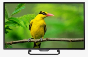 Linnex Full Hd Eled 24” - Bird