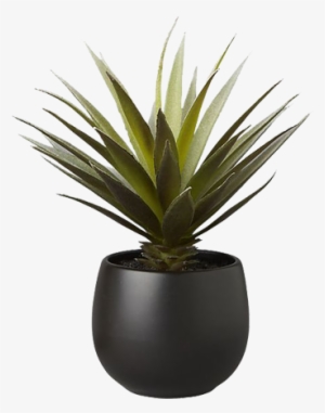 Succulent Black Pot Png