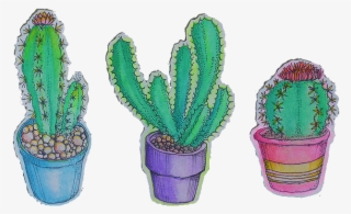 Plants Cactus Transparent Artists On Tumblr Cacti Le - Cactus Png