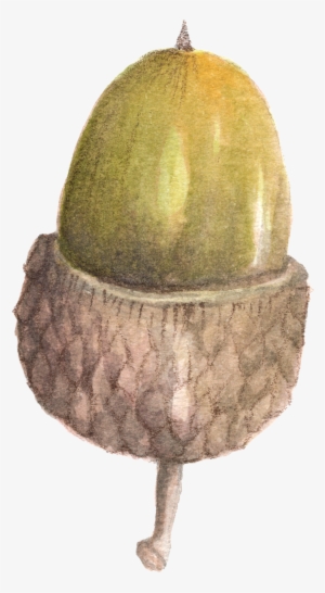 Nutty Water Color Son Is A Lovely Png - Portable Network Graphics