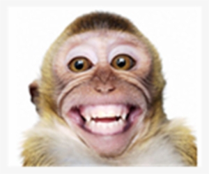 Boots The Monkey - Smiling Monkey