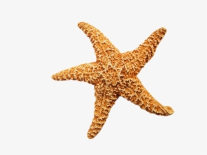 Starfish Dried Png Image - Advances In Natural Products Discovery