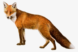 Free Png Fox Png Images Transparent - Fox