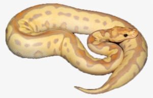 Bananaclown - Serpent