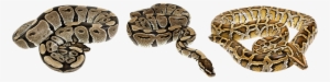 Animal Png - Serpent Of 6 - Mass Market