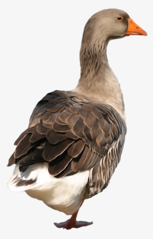 Svg Free Clip Art Best Web - Duck Png