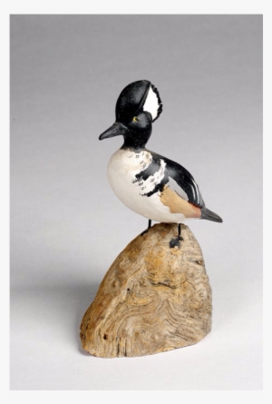 Hooded Merganser Duck From Yarmouth Town Libraries, - Bufflehead