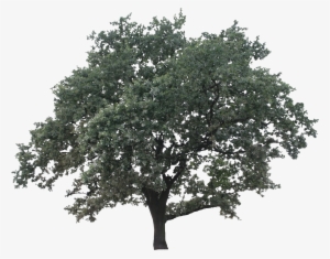 Live Oak Png - Drawing