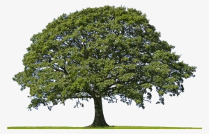 Oaktree - Aerial View Of Oak Tree