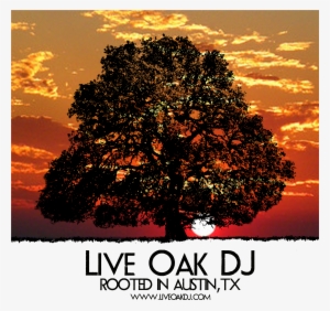 Live Oak Dj, Austin Texas Logo - Texas