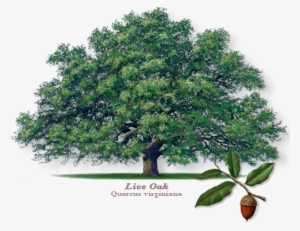 Bow Obrien Liveoak 2 - Live Oak