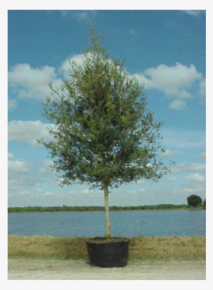 Description - 200 Gallon Live Oak