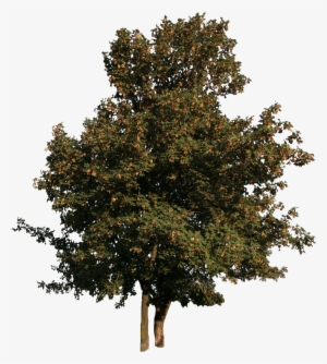 2d Trees - Tree Cut Out Png