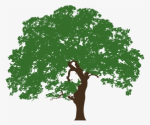 Texas Live Oak Illustration - Trees From Silhouette Oak