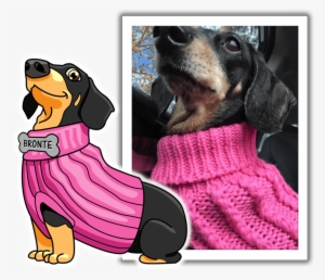 Meet Bronte, One Of Sausagemoji's Favorite Pups - Dachshund