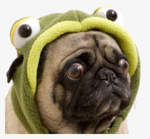 Join The Doghouse, & Enjoy Our Fabulous Emoji - Sad Dogs In Costumes