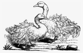 Sebastopol Geese - Sebastopol Goose Drawing