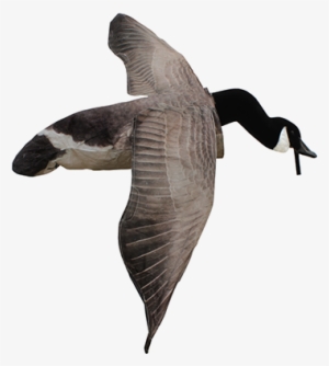 Deck Boss Flying Canada Goose Decoy - White Rock Decoys Deck Boss Flying Canada Goose Decoy