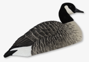 Image Of Avian-x Canada Goose Shells - Zink Avian-x Axp Fusion Pack Honker Shells 9010