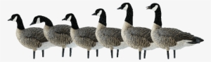 Premium Decoys - Avian-x Axp Outfitter Lesser 12 Pack