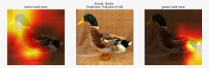 Duck 269 Kb - Portable Network Graphics