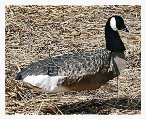 Sillosocks 3d Sentry Canada Goose Decoys, 12 Pack