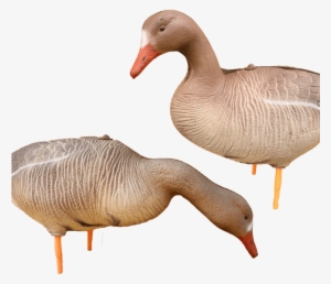 Specklebelly Goose Decoys - Goose