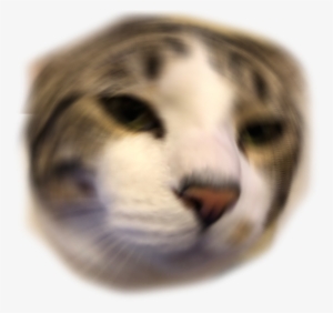 Other Emoji Discord Emoji Png Anime Cat Discord Emoji