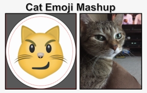 Domestic Short-haired Cat