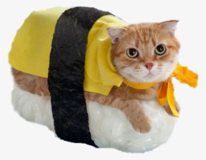 Catmoji Kitty Emoji Keyboard And Imessage Stickers - Halloween Cats