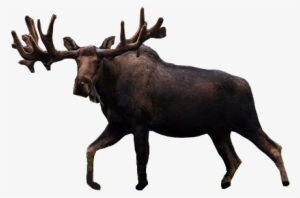 Vector Download Gdt Gm Boston Bruins Vancouver Canucks - Transparent Moose