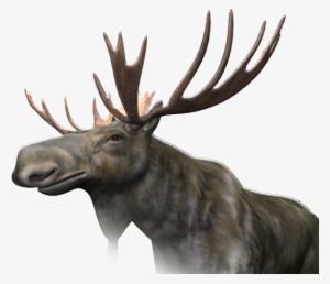 Moose Png Image - Moose Png